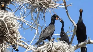 Cormorants Feeding Babies