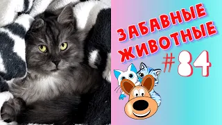 Приколы с Животными #84 / Смешные Животные 2020 / Приколы / Приколы про Животных / Лучшие Приколы