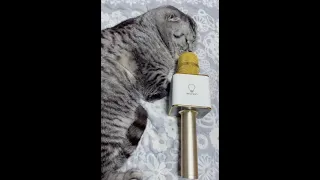 OMG so funny cats cute and funny cat videos  2020 tik tok