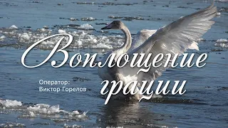 Воплощение грации. Усть-Кут (4k)