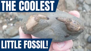 Fossil hunting: I find the coolest little crab fossil