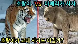 호랑이 vs 아메리카사자 현생호랑이와 고대사자 누가이길까? 전투력분석