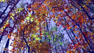 Очень красивое релакс видео Краски осени Very beautiful relax video autumn colors