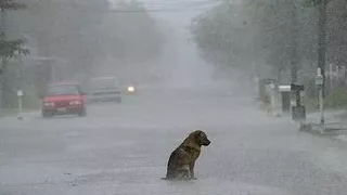 Loyal dog waits for owner; Stray dog dyed pink in Russia sparked public outrage - Compilation