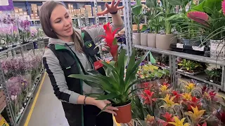 Где купить редкие комнатные растения? Приглашаем вас на видеообзор новой поставки в Гринвилль!