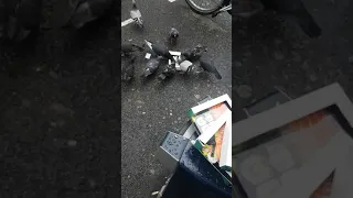 Sushi time for London pigeons