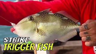 Strike Trigger Fish, Kakap Merah, Kerapu Di Bengkayang | MANCING MANIA STRIKE BACK (20/08/23) Part 1