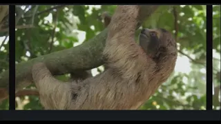 Documental :Animales de la selva Peruana.