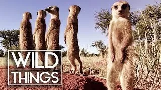 Meerkats In The Wild [Episode 5 Of Kalahari Meerkats] | Wild Things