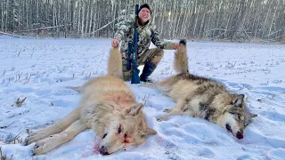 Hunting wolves with Kristoffer Clausen.