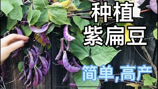 种植紫扁豆 . 简单, 高产