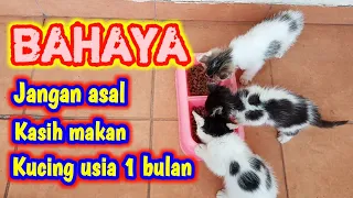 TAHAPAN CARA KASIH MAKAN ANAK KUCING USIA 1 BULAN 😻 || ANAK KUCING BELAJAR MAKAN