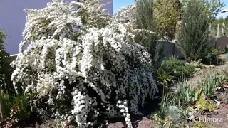 СПІРЕЯ БІЛА ВАНГУТТА  КВІТИ  2024 РІК SPIREA WHITE WANGUTTA FLOWERS 2024 YEAR