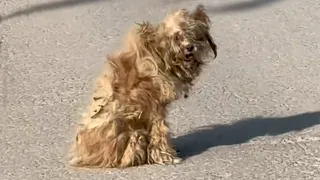 The heat was 43°C, he was tired and exhausted sitting in the middle of the road begging for help