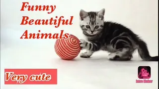 Cats will make you laugh Your Head Off_ funny cats compilation part 1