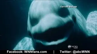 Beluga Whale Sounds Like a Human