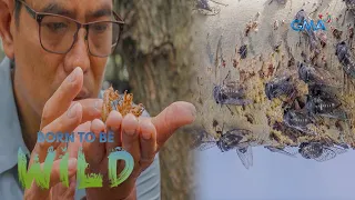 Examining the behavior of cicadas in Rizal | Born to be Wild