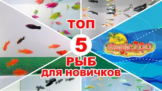 ТОП 5 неприхотливых аквариумных рыб. Аквариумные рыбки для начинающих. Каких рыбок лучше завести.