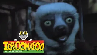 Zoboomafoo 109 - Night time (Full Episode)