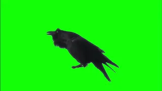 ✔️GREEN SCREEN EFFECTS: horror raven intro