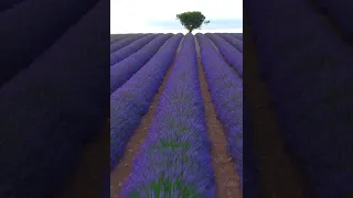 The beauty of a lavender field #shorts #youtubeshorts