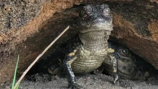 Adorable WILD Baby Alligators in Nest! #shorts #alligator #crocodile #cuteanimals #adorable #gator