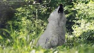 Atka Howling on a Sunny Afternoon