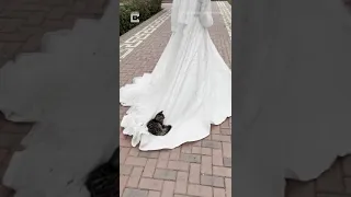 Unexpected Guest Crashes Wedding 💒 #shorts #wedding #cat #weddingdress