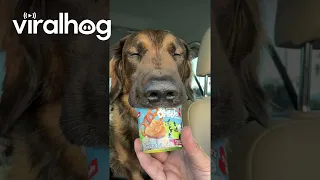 Sleepy Dog Nods Off While Eating Ice Cream Treat || ViralHog