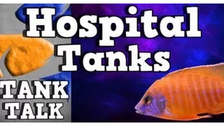 Substitute Hospital Tanks, Tank Talk Presented by KGTropicals!!