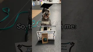 How my Schnauzer Benefited From Obedience School🎓 #minischnauzer