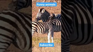 Funny animals videos subscribe my channel please support me  😍  👦 💘  👧 👉  SUBSCRIBE