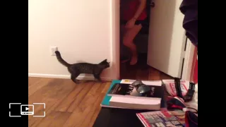 испуганный кот