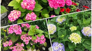 Blooms on Old vs. New Wood + Protecting Macrophylla Hydrangea from Late Spring Frost - Spring 2021