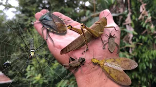 found a giant shield bug‼️catch golden orb spider, crickets, dobsonfly, giant grasshopper