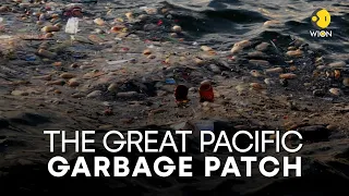 Great Pacific Garbage Patch is now home to coastal species