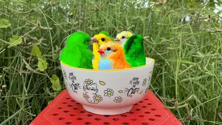 Catch cute  chickens and ducks colorful ,multicolored chicken, funny chick, chicken, cute animals#68