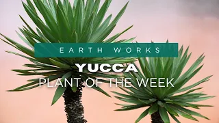 Easy Care Yucca Plants for Jacksonville Gardens