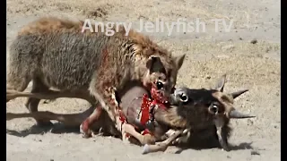 #6 UNCENSORED 18+ eaten ALIVE - Hyena eating wildebeest brutally 2- Screaming - live feeding