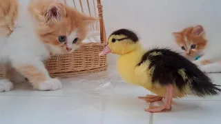 Kittens meeting duckling for the first time