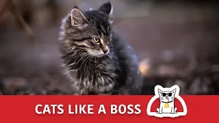 Cats like a BOSS 🐈😹 Funny Video Compilation 🐈😹 Bossy Cats 😹