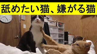 みーちゃん猫がドコモ猫の体を舐めたいがそれを全力で拒否する動画、久々にこのやり取りが撮影できました