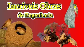 Os Ninhos Mais Criativos e Engenhosos Feitos por Aves