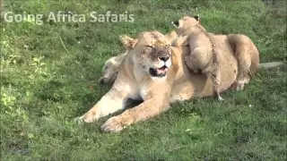 Lion cubs playing in the safety of Mom