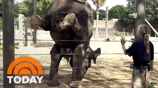 See elephants at Texas zoo do yoga!