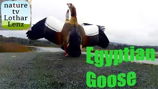 Egyptian Goose. Nilgans. Ulmener Jungferweiher, Eifel, Germany