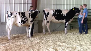 4-H Dairy Showmanship