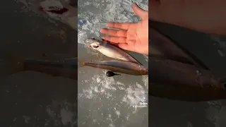 Вот это размер!Корюшка на финском заливе#fishing #врейтинг