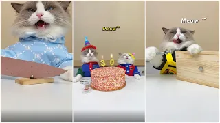 Кошки готовят еду 2022 "This Little Puff" Tiktok Compilation #44