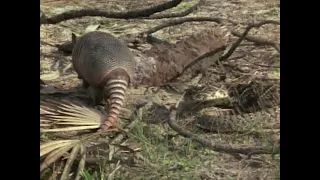 A SNAKE attempts to ATTACK an ARMADILLO!